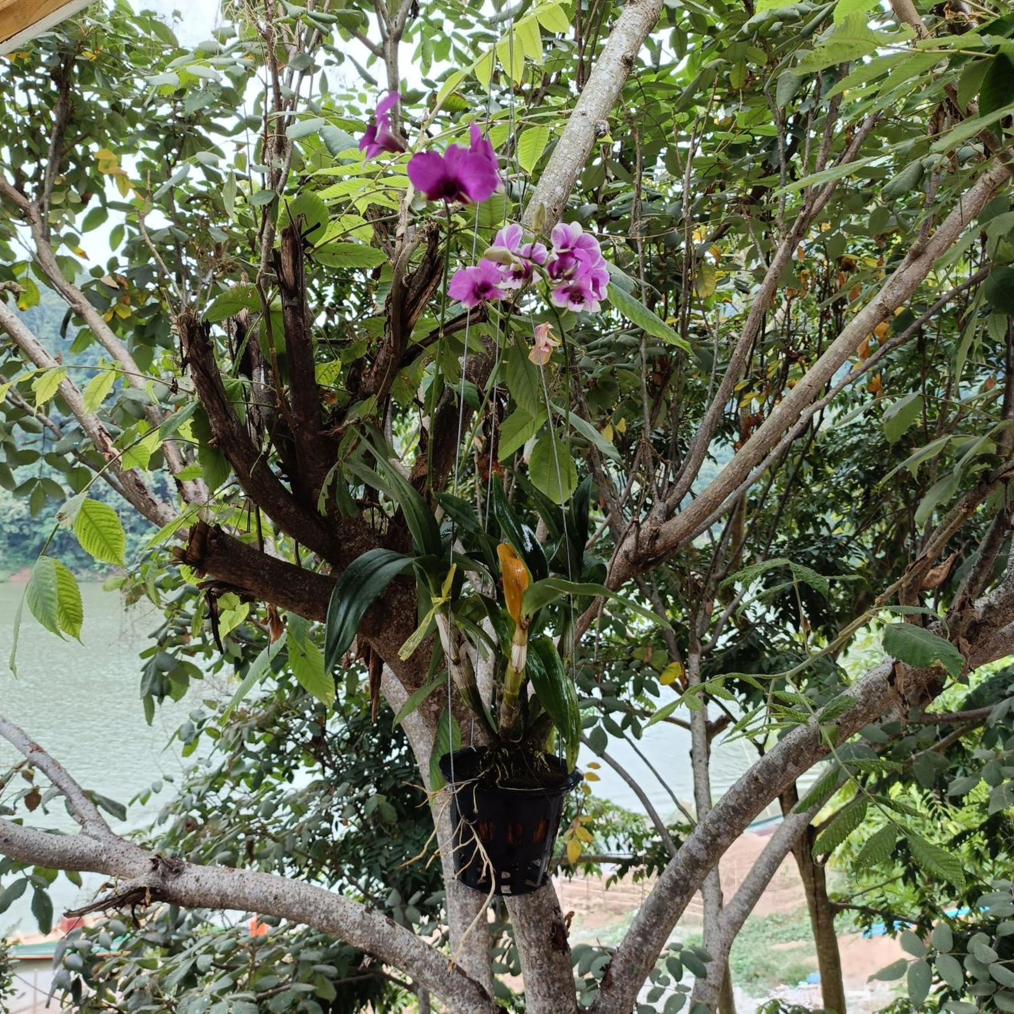 Nam Ou View Villa Nongkhiaw Eksteriør billede